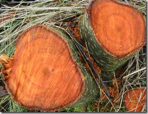 Свойства древесины ольхи