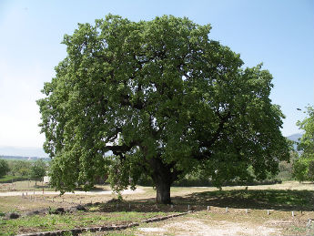 Характеристика дубовой древесины
