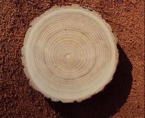 Свойства ясеневой древесины
