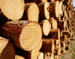 Характеристика древесины из сосны