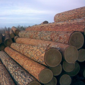 Качественная древесина
