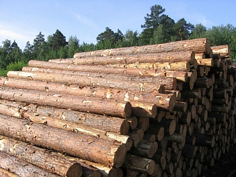Выбор древесины для строительных работ